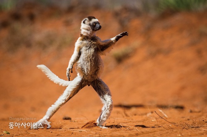 (c)Alison Buttigieg/Comedy Wildlife Photography Awards 제공
